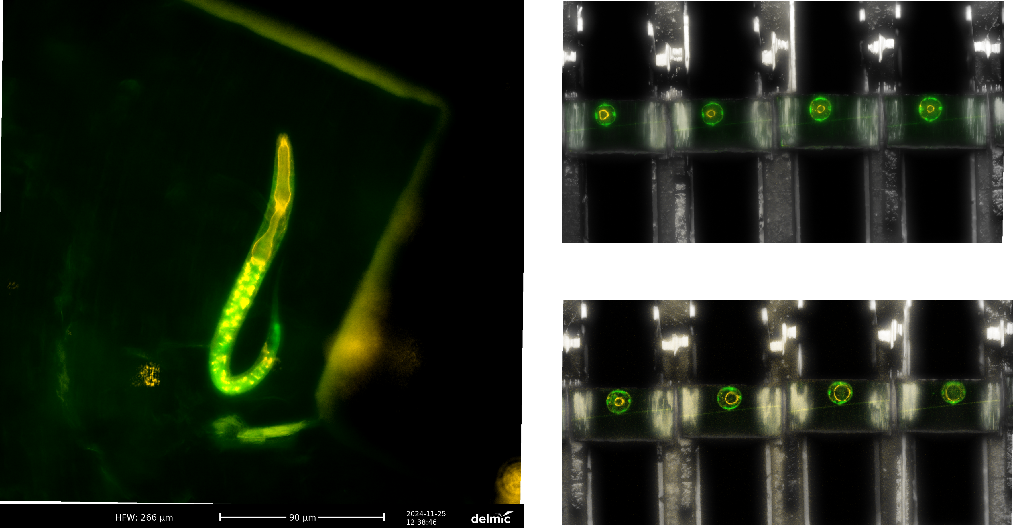 C. elegans-1