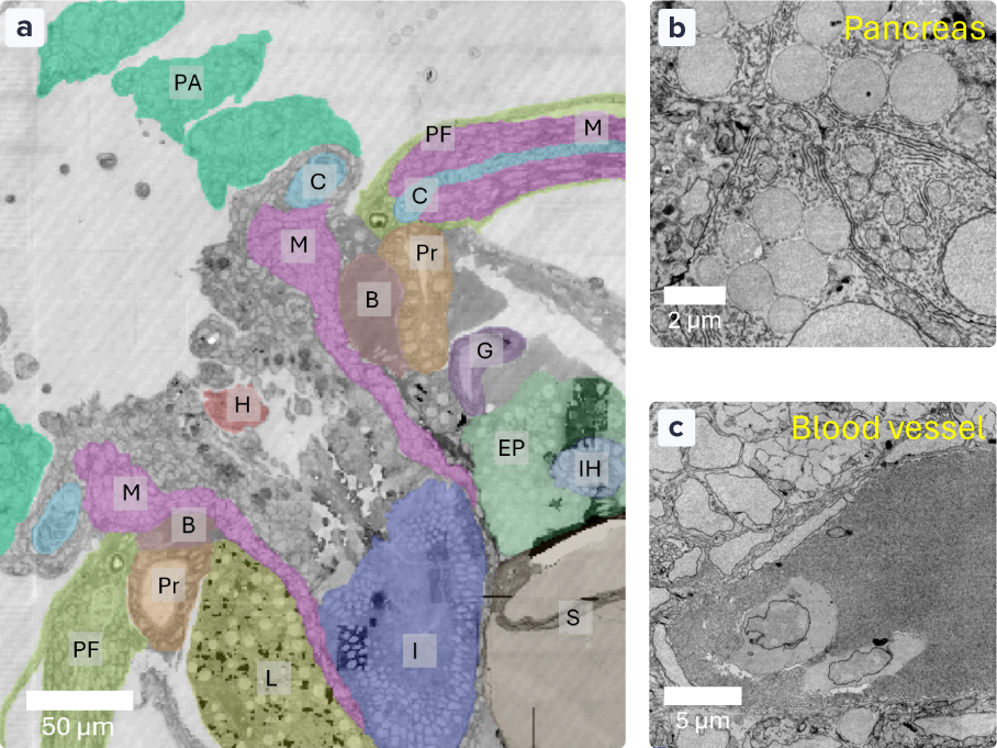 AppNote_Zebrafish-Nanoimaging_Figure